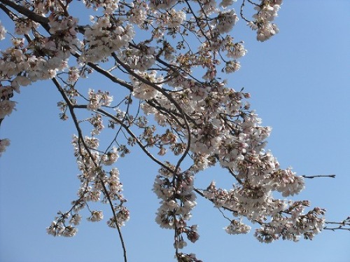 ご近所の桜