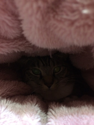 IMG_8741 - コピー.JPG