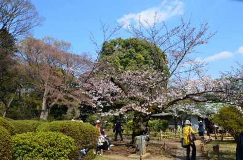 CHERRY BLOSSOM RIKUGIEN 4.Apr.2017-3.jpg