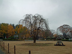 霞城公園4.jpg