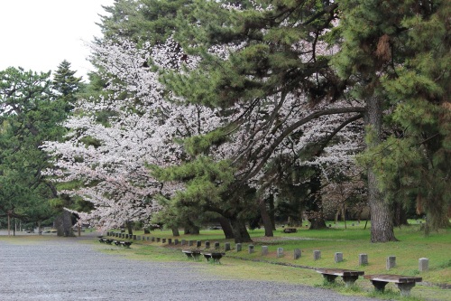 2016.4.01　京都御苑の桜花見 089 - コピー.JPG