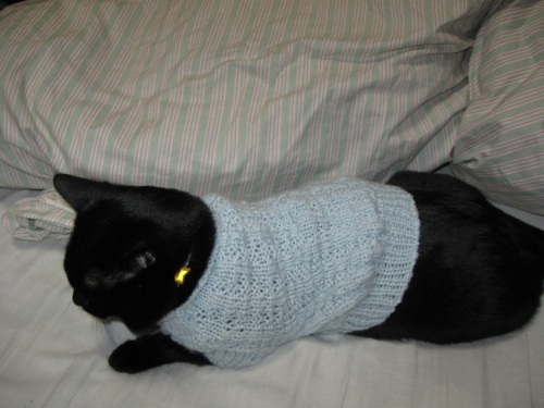 猫のセーター5.jpg