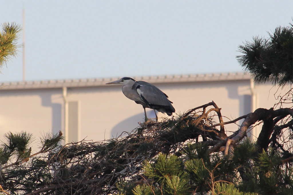 アオサギ（東京港野鳥公園）