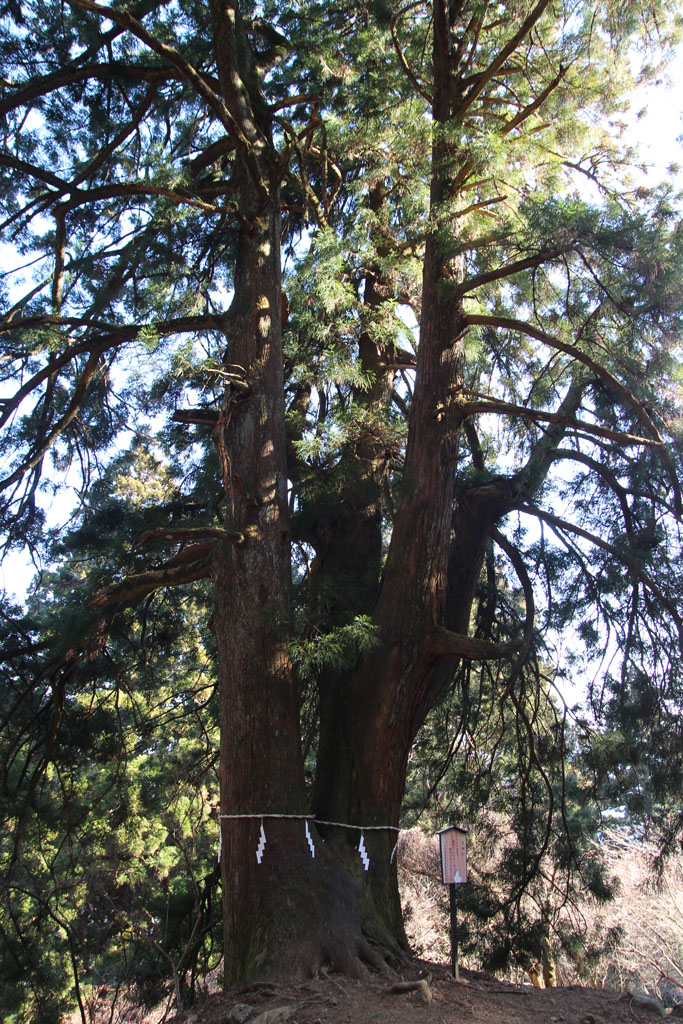 大山の夫婦杉