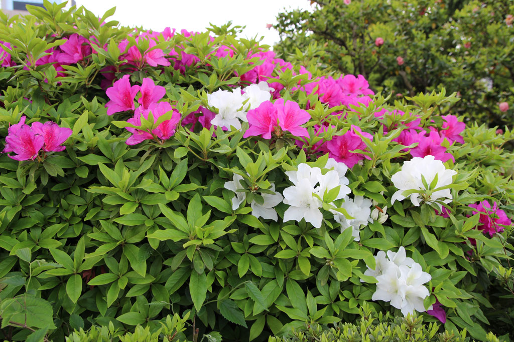 Rhododendron05.JPG