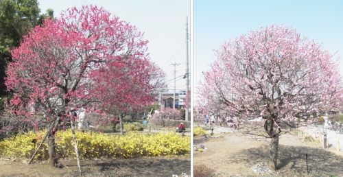 20130309梅林公園５　紅梅.jpg