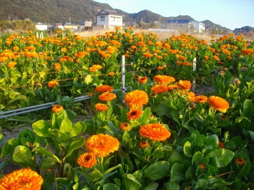 高塚山お花畑 (500x375).jpg