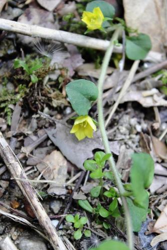 20160423 コナスビ3.jpg