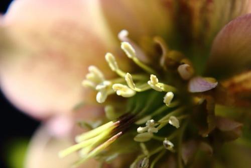 20160410 クリスマスローズ2.jpg