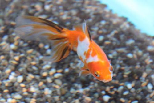 20150329 オーロラ.jpg