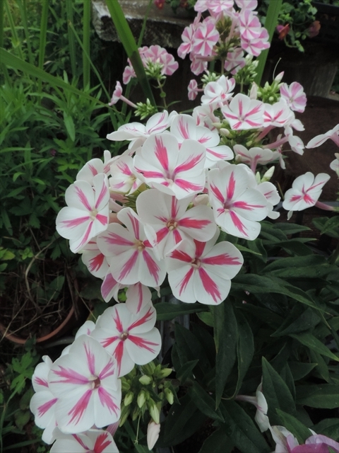 宿根フロックス 田舎の花屋日記 楽天ブログ