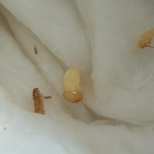 hB4Cγ-01-01 (2).JPG