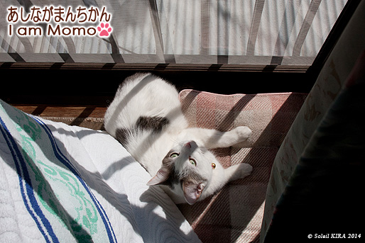 足長マンチカン,猫,munchkin_momo140315.jpg