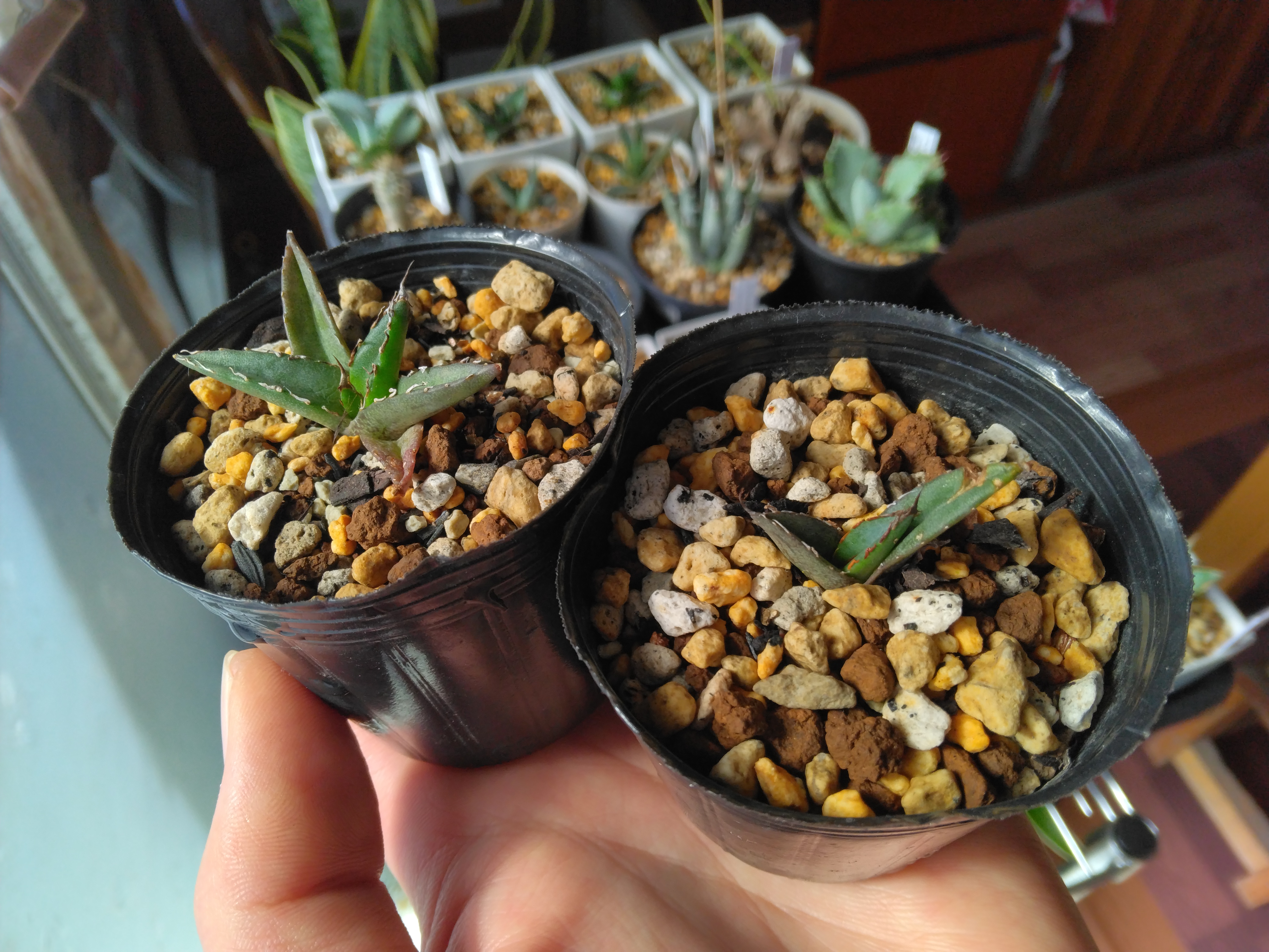 アガベ実生の醍醐味😊 | YOSS🌱GARÐEN - 楽天ブログ