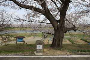 白石川7.jpg