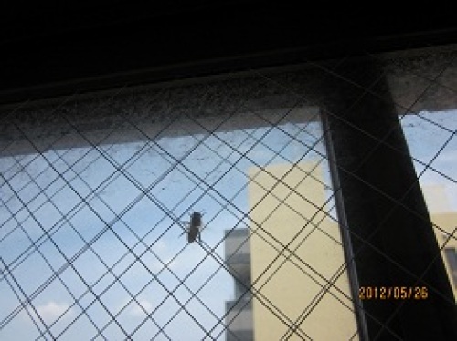 IMG_2357アブ1.jpg