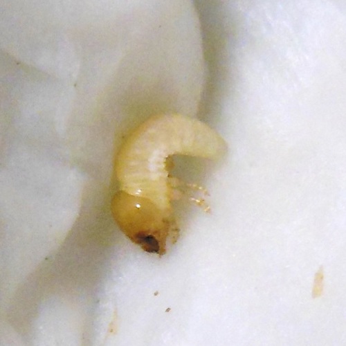 hB5BCβ (5).JPG