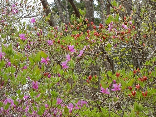 20140429ミツバツツジとヤマツツジ.jpg