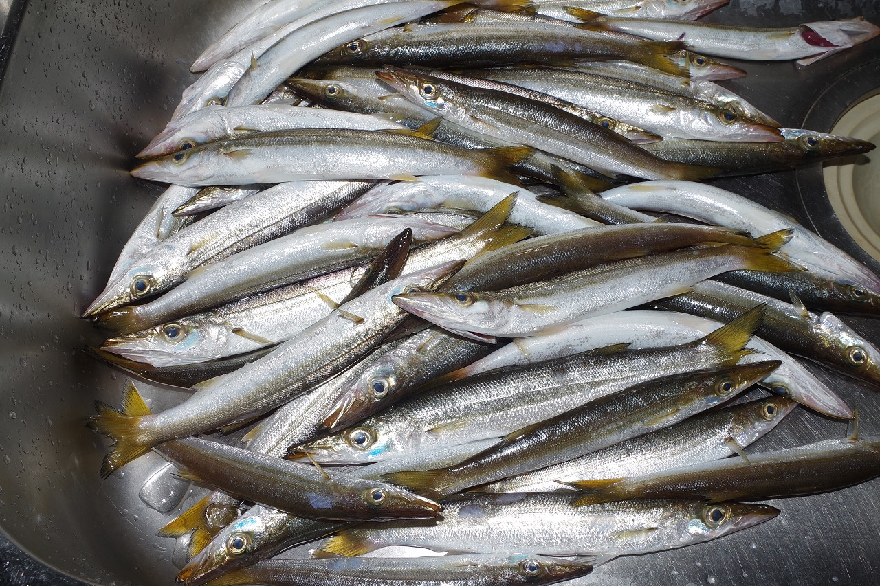 連日の悪天候もカマス釣りには好都合 雨釣の釣り日記 楽天ブログ