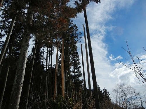 20140216杉１.jpg