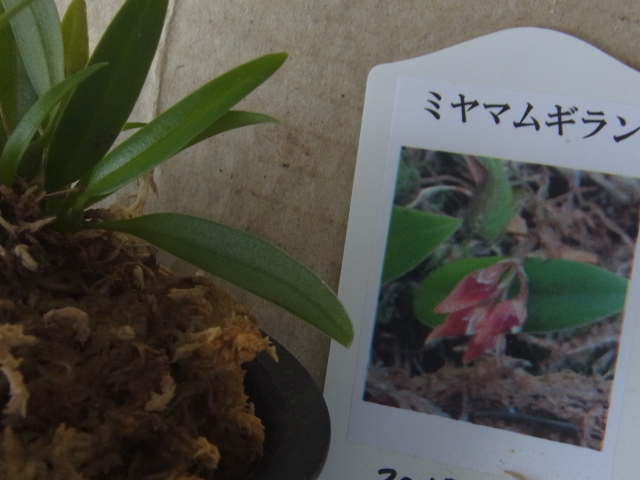 仲間入りした日本の蘭「ミヤマムギラン」！ | 植込み材料無しの洋蘭栽培 - 楽天ブログ