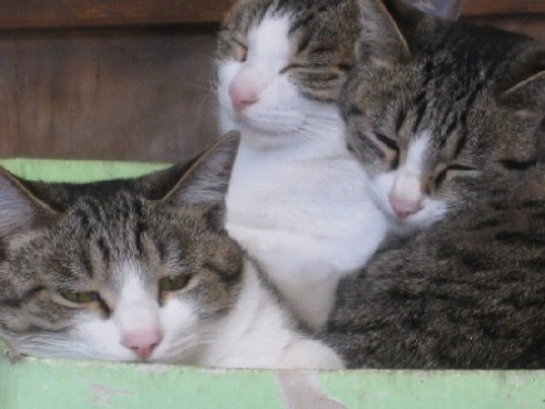 外猫　2012.12.08 005.jpgブログ.jpg