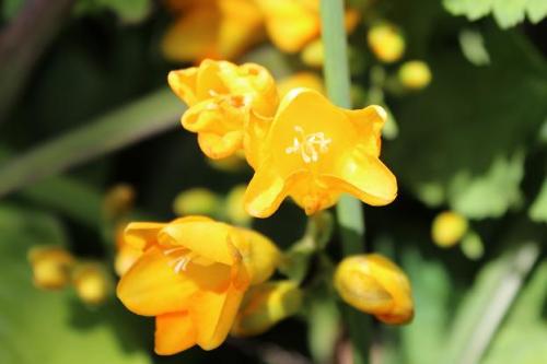 20150418 フリージア4.jpg