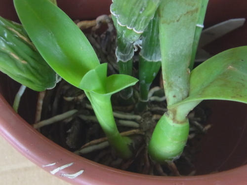 新芽の成長が進む植え込み材料なしのミニカトレア ユーチャンのブログ