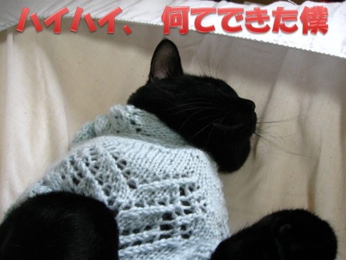 猫のセーター18.jpg