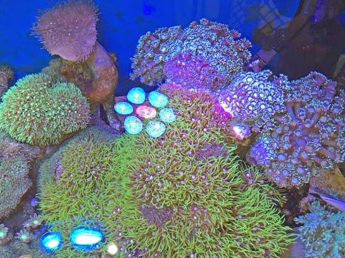新珊瑚水槽のスターポリプ160613.jpg