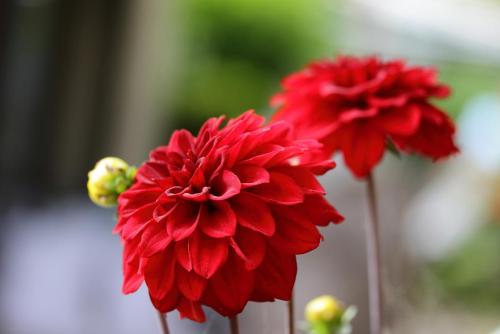 20170611 ダリア.jpg