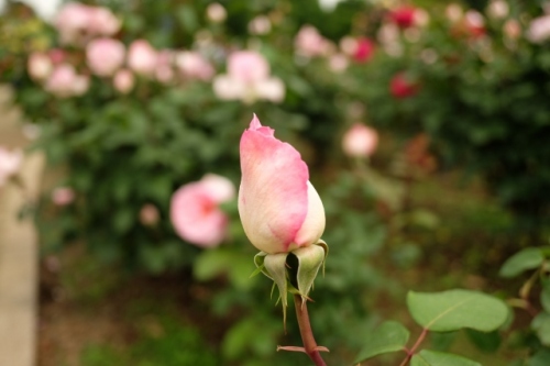 16.May.2017 INA ROSE GARDEN-6.jpg