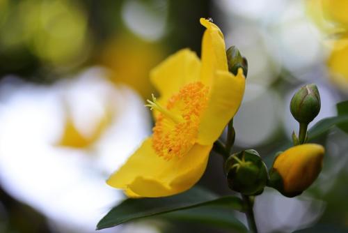 20170604 キンシバイ.jpg