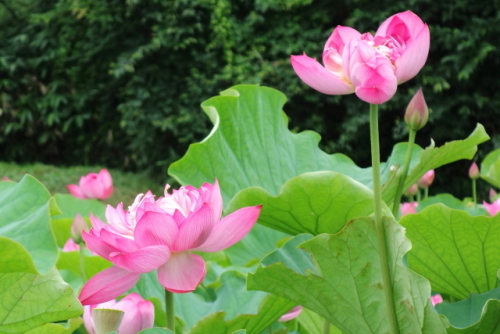 ハスの花　2016.07.08