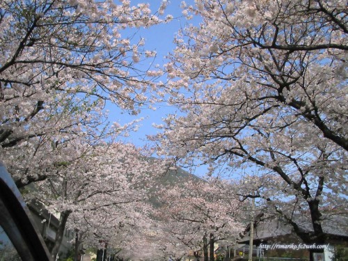Roadside Cherry trees in Japan.jpg