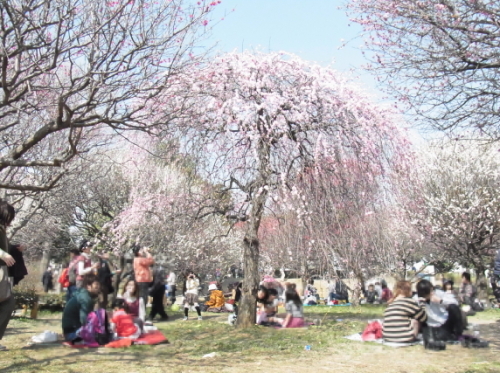 20130309梅林公園７　枝垂れ梅.jpg