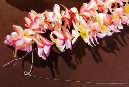 pict-フラワーレイ 4.jpg