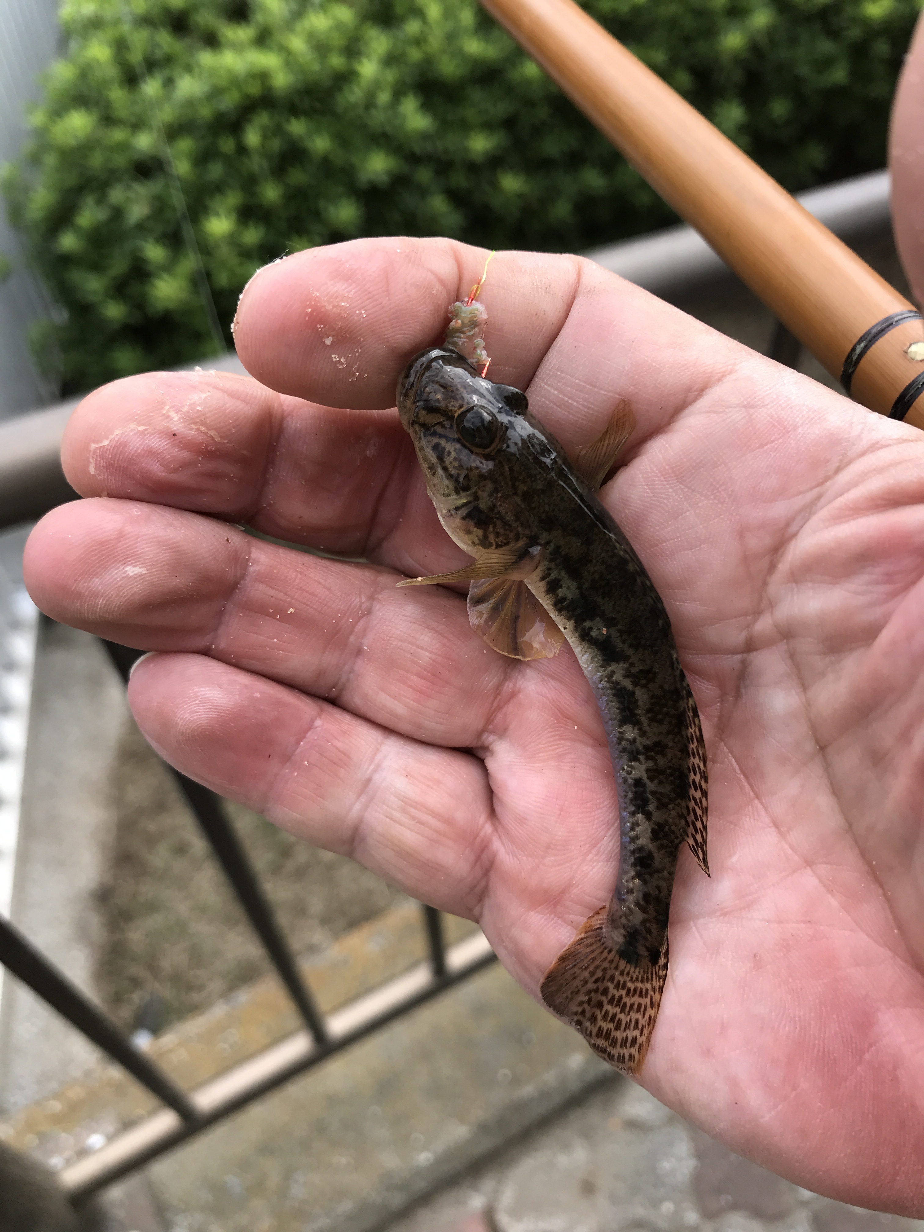 下町水路でのハゼ釣り その３ 山さんの釣りと趣味のブログ 楽天ブログ