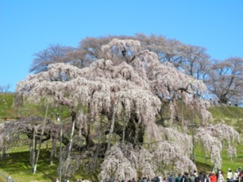 三春の滝桜.jpg