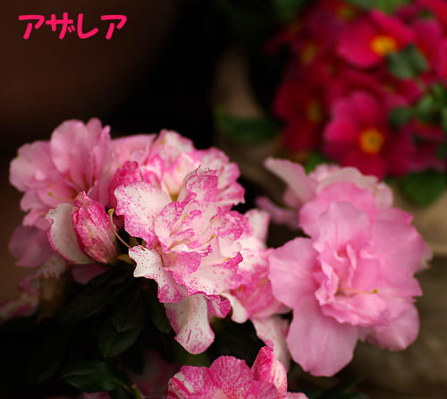 アザレア.jpg