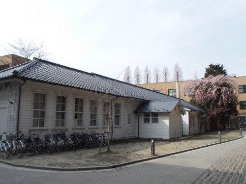 隠れた名木？20150403