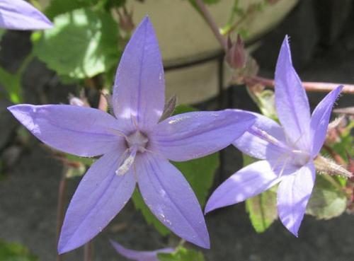 20140617 鉢植2.jpg