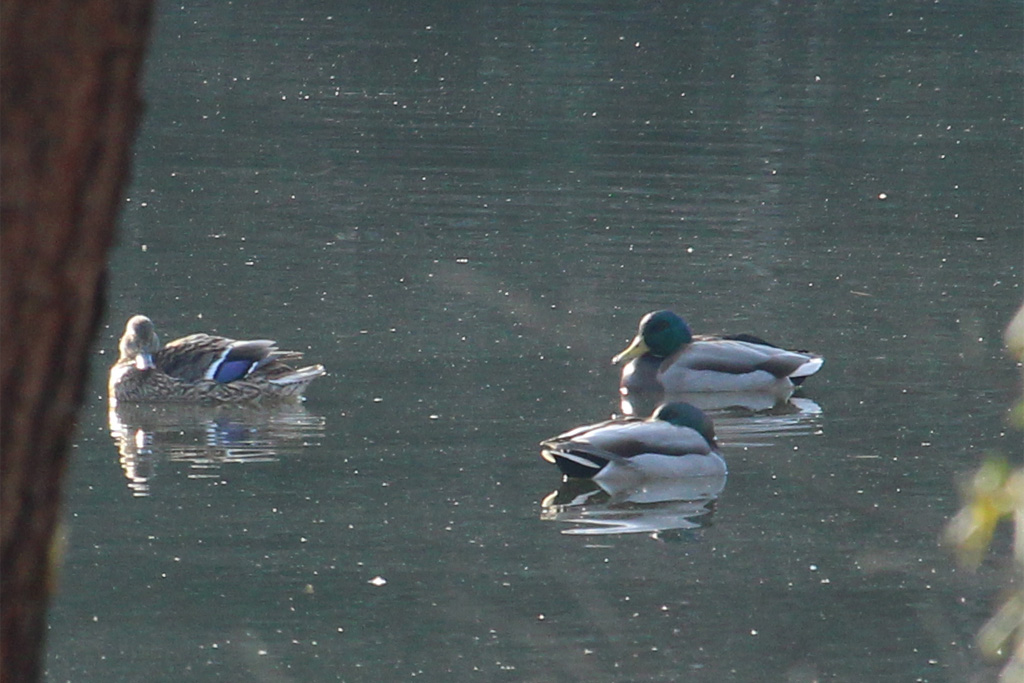 マガモ（東京港野鳥公園）