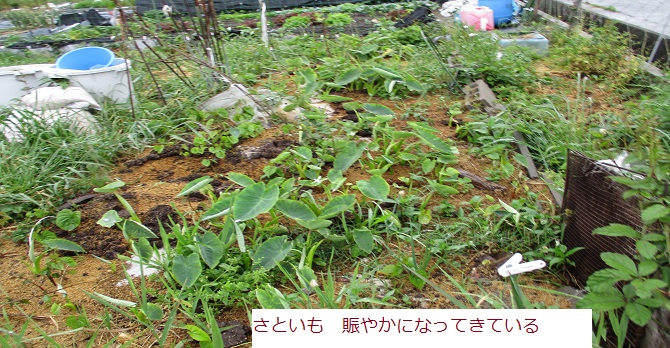 05月17日 さといも 葉もおおきくなりだした たくさんある 日本の首都 おべんきょうその04 はた坊のブログ 家庭菜園を始めて16年目になりました 楽天ブログ