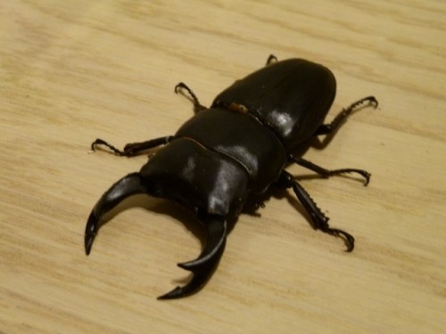 dorcus03.jpg
