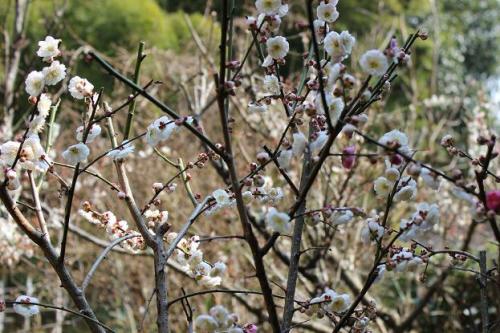 20150322 斑梅4.jpg