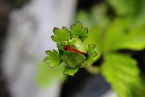 20160417 ヘビイチゴ4.jpg