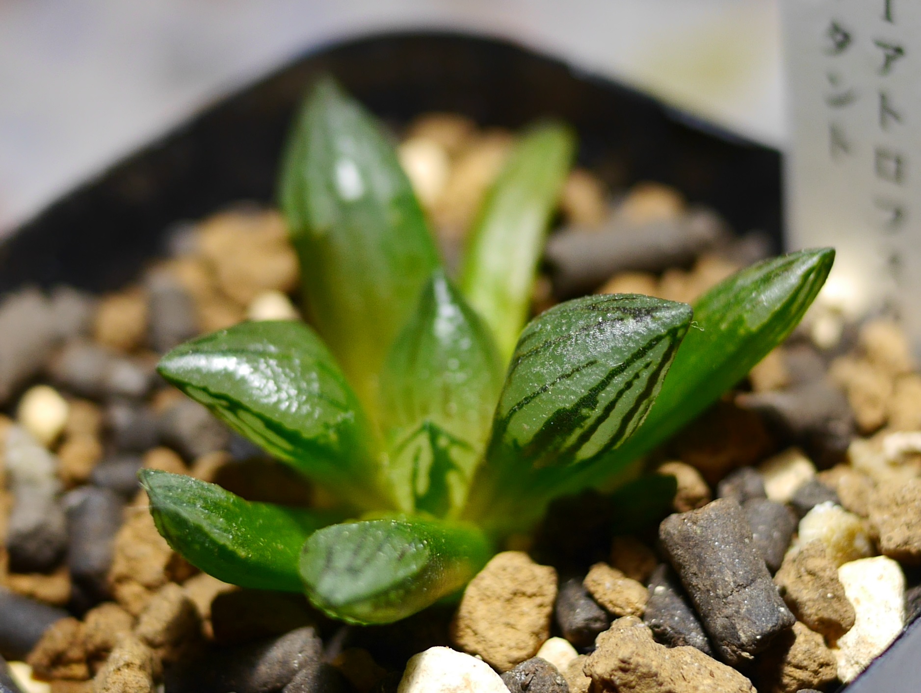 【最新品即納】ハオルチア　ミュータント交配種 観葉植物