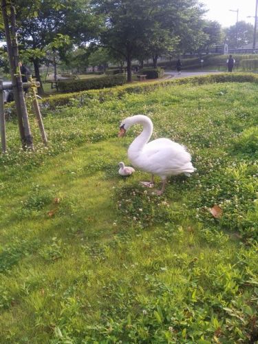 白鳥のひな