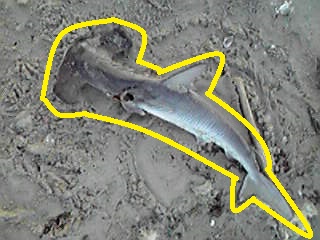 シュモクザメの死骸です.JPG